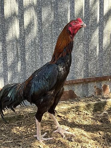 тайган против питбуля: Продаю | Петух | Бойцовая | Для разведения — 1