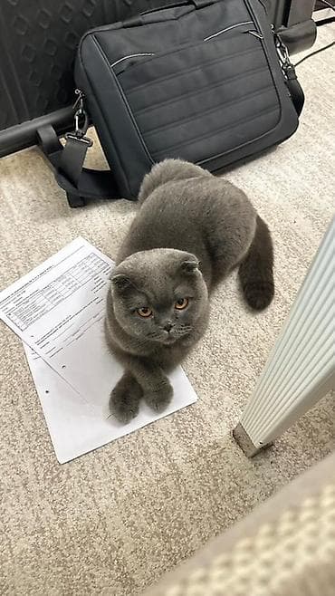 купить котенка шотландца: Шотландский вислоухий кот (Scottish Fold), окрас блю (голубой). Сдам в — 1