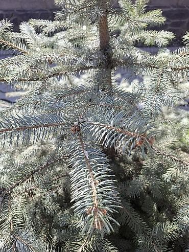 купить семена голубой ели: Ель колючая (Picea pungens), серебристая форма - Тип: декоративное — 2