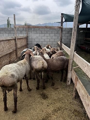 уй швиц: Продаю | Овца (самка) | Гиссарская, Эдильбаевская | На забой, Для разведения — 4