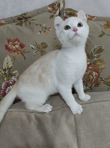 Lexus: Котёнок породы Американский Керл. С нежно кремово-белым окрасом и — 7
