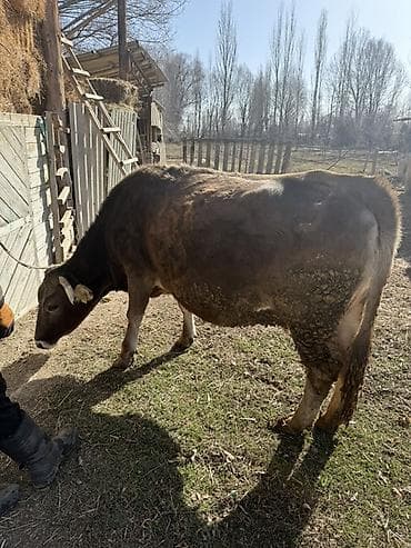 А/ч жаныбарларын сатам: Сатам | Уй (ургаачы) | Бордоп семиртүү үчүн, Союуга, Көбөйтүү үчүн | Асыл тукумдуу — 3