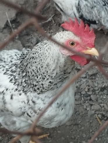 Животные: Продаю | Куры | Домашняя | Для разведения — 4