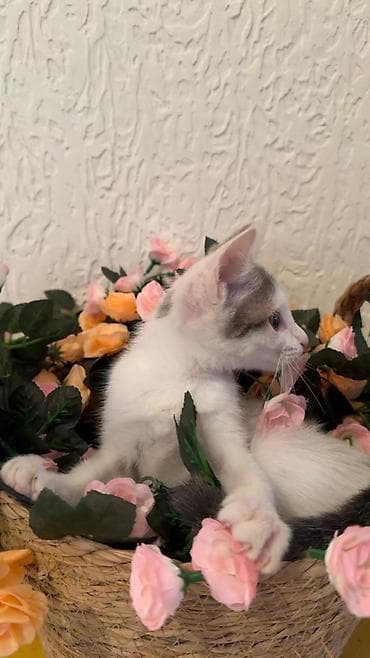 scottish fold: Отдается даром кошечка примерно 2-3 месяцаочень ласковая приучена — 2