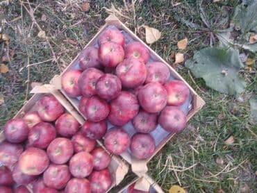 голубика бишкек цена: Яблоки Превосходное, Оптом — 2