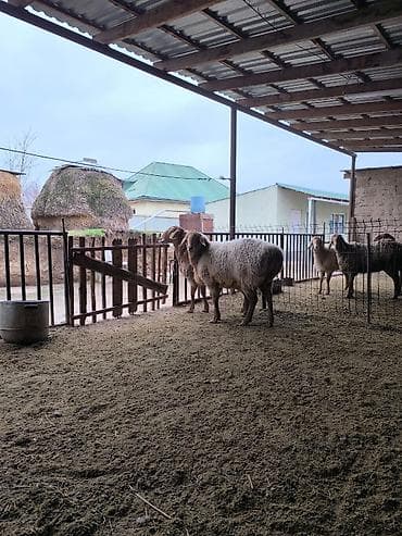 солома купить бишкек: Продаю | Овца (самка) | Арашан | Для разведения | Матка — 3