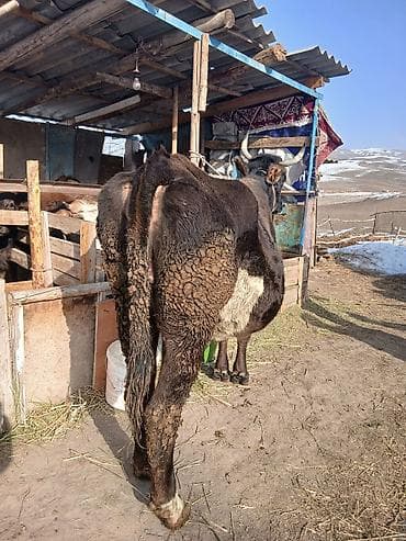 черный ангус цена: Продаю | Корова (самка) | Алатауская | Для разведения | Привязанные — 3