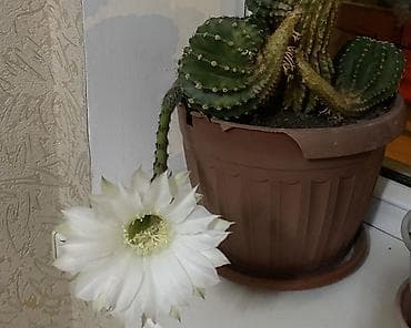 ред: Кактусы Эхинокактус/Эхинопсис (семейство кактусовых) в горшках — 1