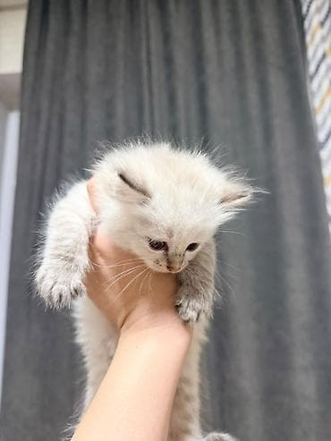 Мышыктар: Отдаю котят в добрые руки Котята домашние, от одной кошки-первокотки — 8