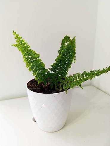 бабл шар: Папоротник комнатный (в пластиковом горшке) - Компактный папоротник с — 1