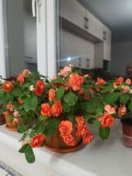 лимон цветы: Бальзамины (Impatiens, «Ванька мокрый») с махровыми — 2