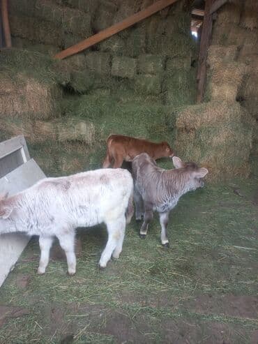 питбуль собаки: Продаю | Музоо, торпок | Для разведения — 3