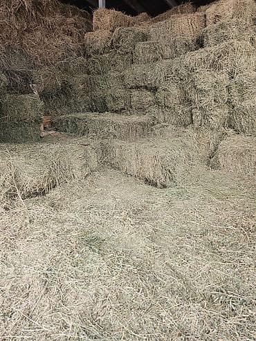 музо алам: 500 плотных тюков, продаю сено люцерна (беде) в тюках для тех кто — 1