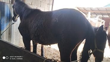 эшек жаныбар: Сатам | Байтал | Жумушка — 4