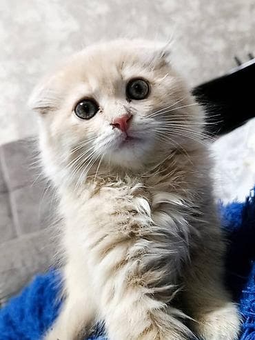 сколько стоит вислоухая кошка: Скотиш Фолд (Шотландская вислоухая), 2 месяца, Мальчик, Приучена к лотку — 5