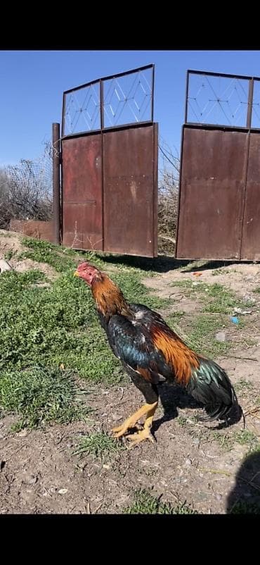 индийский бегунок купить: Продаю | Петух | Бойцовая | Для разведения — 3