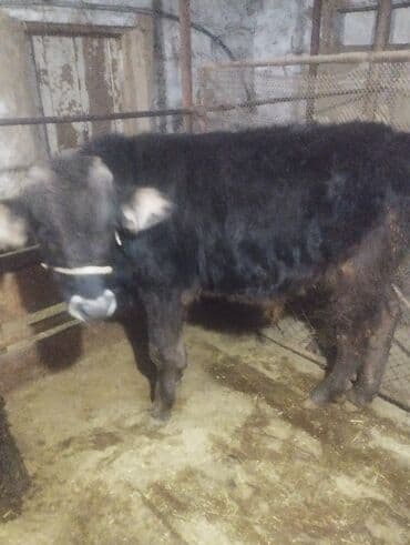 бык бык: Продаю | Бык (самец) | На откорм — 1