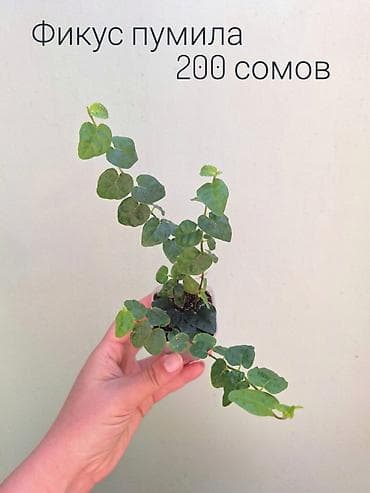 Бөлмө өсүмдүктөрү: 🌿 Комнатные цветы (укоренённые черенки/молодые растения/взрослые — 6