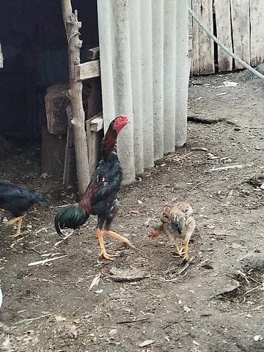 Мышыктар: Сатам | Короздор | Тебиштирүүчү | Көбөйтүү үчүн — 9