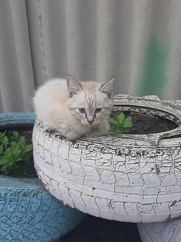 Котята домашние, разноцветные, игривые. Описание: - Возраст на фото