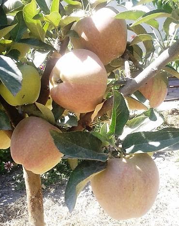 слива кочот: Правильная обрезка плодовых деревьев и винограда. Обрезаю практически — 10