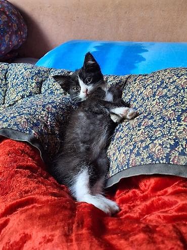 кошке: Кошка даром: Беспородная, 1 месяц, Мальчик — 2