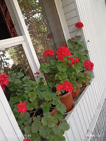 deco e4: Глиняные декоративные ляганы — 10