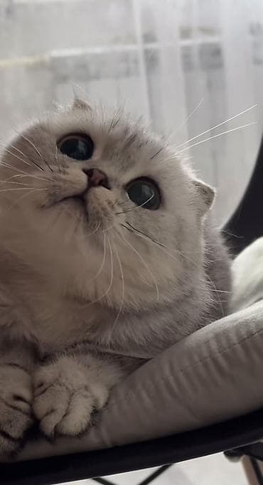 тайские кошки цена: ШотландскаяFold вислоухая кошечка Возвраст 7 месяцев ) Чистая — 1