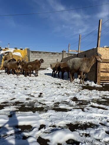 отдам даром охотничью собаку: Продаю | Ягненок | На забой | Племенные — 6