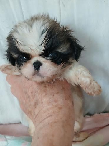 ит тайган: ШИКАРНЫЕ. ИМПЕРАТОРСКИЕ. ЩЕНКИ. ПЕКИНЕСОВ. ПЯТНАРИ. ТРИКОЛОР — 8