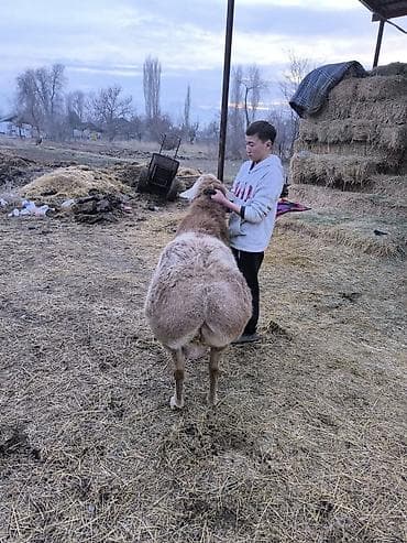 чистокровный лошадь: Продаю | Баран (самец) | Для разведения | Осеменитель — 2