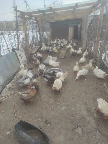 объявления о продаже собак: Утки домашних пород - Разноцветное стадо уток мясо‑яичного — 1