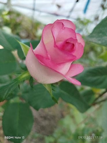 стол письменный бишкек: Сезон 2026 Плетистые розы трехлетки 1500 сом,двух детки — 9