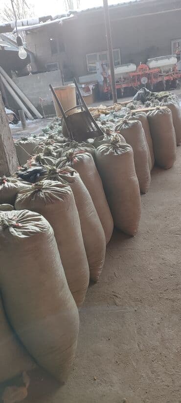 продаю в связи с переездом: Продаю сухую кукурузу в зёрнах сорт Пионерготовые уже затареные в — 7