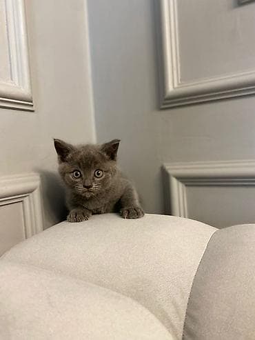 Продажа кошек: Скотиш Страйт (Шотландская прямоухая), 1 месяц, Мальчик, Серый, Приучена к лотку — 2