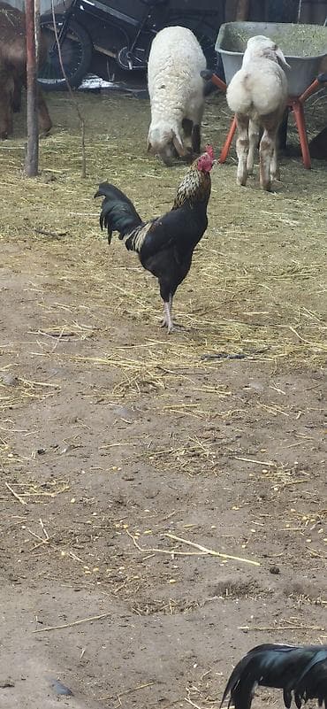 купить сову: Продаю | Петух | Бойцовая | Для разведения — 6