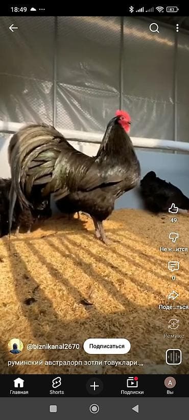 Продаю | Инкубационные яйца | Для разведения