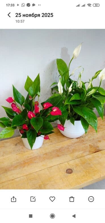 шланг для воды армированный: Комнатные растения для дома и офиса — декоративнолистные и пальмы — 10