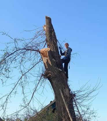 Ассалоому ьалейкум! Бак дарактарды кыябыз. Пилим дерево любой