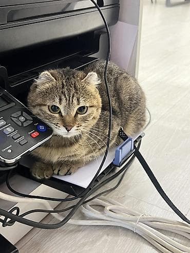 свинкс кошки: Скотиш Фолд (Шотландская вислоухая), 7 месяцев, Девочка, Приучена к лотку, Проглистована, С документами — 1