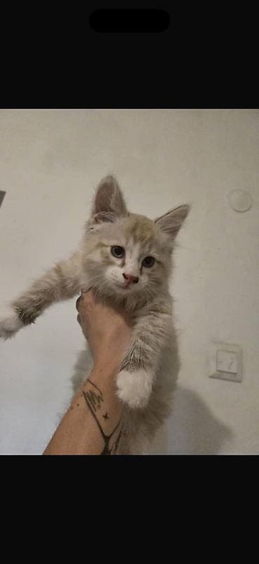 каракол кошка: Котята, домашние, ласковые. Смешаны с Мейкуном Особенности: - — 2