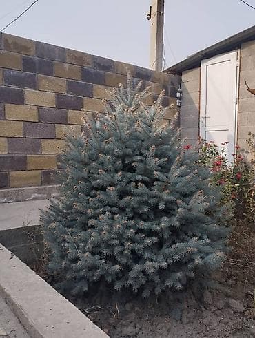 куплю голубой ель: Ель голубая (Picea pungens, форма с сизой хвоей) - Компактная, густая — 2