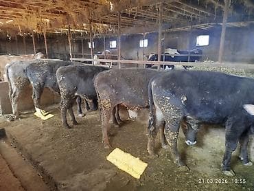 дойни корова: Продаю | Бык (самец) | На откорм — 5