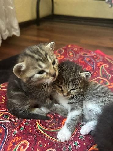 1 месяц, Мальчик, Приучена к лотку