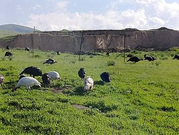 домашние рыбки: Индюктар сатылат келишим баада Сокулук районунда — 4