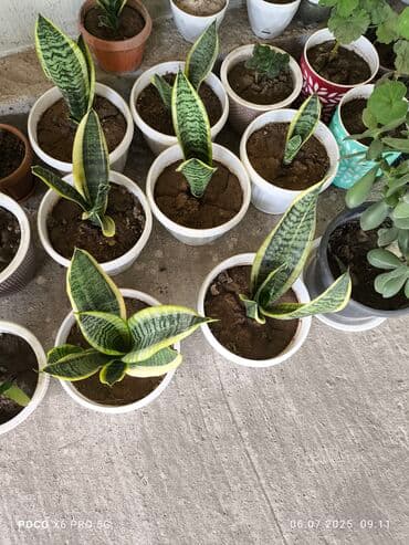 меловая краска для мебели бишкек: Кактусы и сансенверия для оформление офисов и комнат, кактусы хорошо — 2