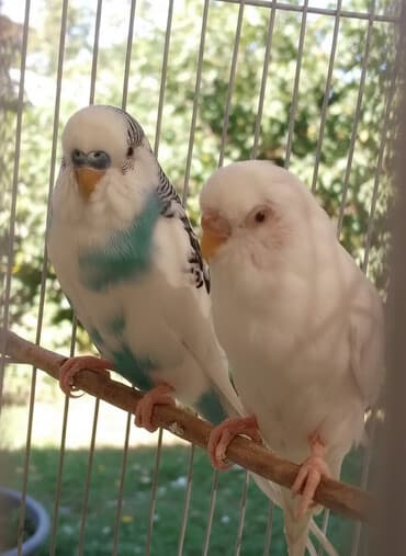 Ветеринар кызматы: Волнистые попугаи с клеткой. Состав набора: - Пара волнистых — 1