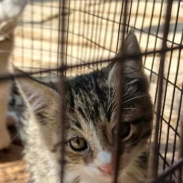 бенгал кошка цена: Котята, короткошёрстные, полосато-белой окраски (табби с белым) — 3