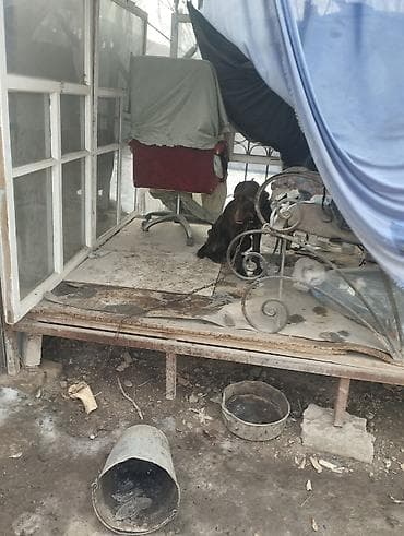 питбуль щенки цена: Дратхаар, 2 года, Самка, С прививкой — 2