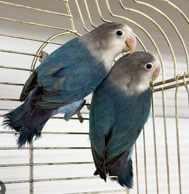 кролик купить декоративный: Массковые неразлучники (Agapornis): декоративные попугаи малых — 8